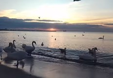 Ятото водни птици радва жителите на морската столицаВидео с многобройно