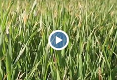 Очертава се недостиг на хлебно зърно заради липсата на валежиПочвената