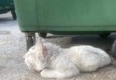 Животното е инвалид не се движи от недохранванеНеизвестни лица изоставиха