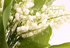 Те изглеждат красиво примамливо и невинно но са сред най отровнитеМного