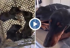 Кучето е успяло да оцелее близо месец благодарение на чувал