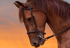 Ще има демонстративна езда и скокове на деца от клубовете