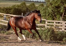 Честито на всички именици Православната църква почита днес църковния празник Тодоровден