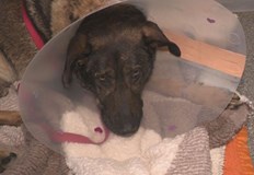 Захари Шулев е проявил жестокост към животното и му е