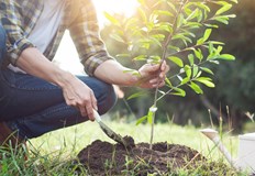 Залесителната инициатива ще се проведе тази събота от 11 30 часа