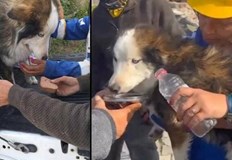 Кучето Алекс е било закарано за лечение във ветеринарна клиника