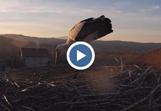 В youtube канала на Българското дружество за защита на птиците