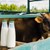 Вносът на украинско мляко подбива цените на българските производители