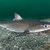 Задържаха три български кораба в Румъния за бракониерство на акули