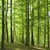 Над 2 хиляди декара са новите гори в Централна Северна България