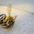Семинар на тема „Защо умират пчелите?“ ще се проведе в Русе