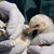 СЗО: Светът трябва да се подготви за евентуална пандемия от птичи грип
