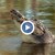 Крокодил открадна хладилна чанта от туристи