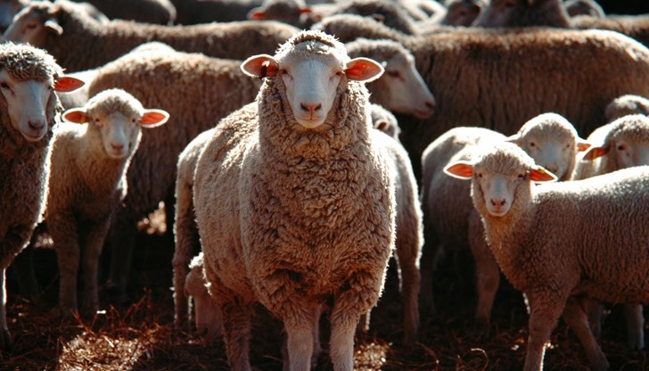 Секторът е пред фалит. Животновъдите у нас са готови и за ефективни протести Секторът е пред фалит. Животновъдите у нас са готови и за ефективни протести