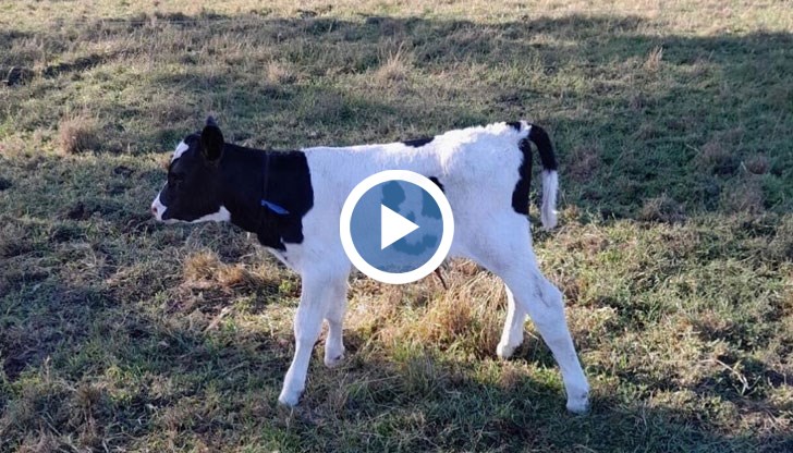 Животното е обявено за продажба, а средствата ще бъдат дарени