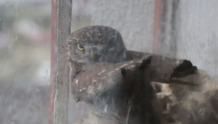 Сигналът за бедстващите птици е подаден от жител на града, който живее срещу сградата, в която е заклещена една от птиците