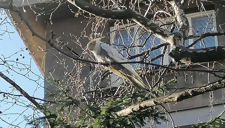 Емилия Циркова сигнализира за изгубения папагал в социалната мрежа