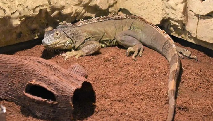 15-годишният Пурко обича да си похапва плодове и зеленчуци