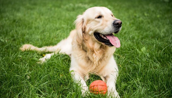 5 признака показват, че едно куче е щастливо 5 признака показват, че едно куче е щастливо