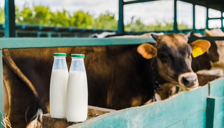 С 33% са нараснали изкупните цени на млякото у нас за миналата година