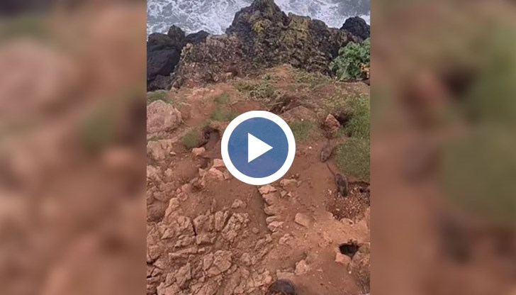 От местната власт призовават хората да спрат да хранят птиците и да хвърлят храна