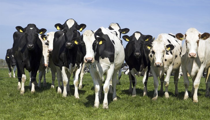 Консумацията на месо, заразено с "луда крава", може да предизвика фаталната болест на Кройцфелд-Якоб при хората