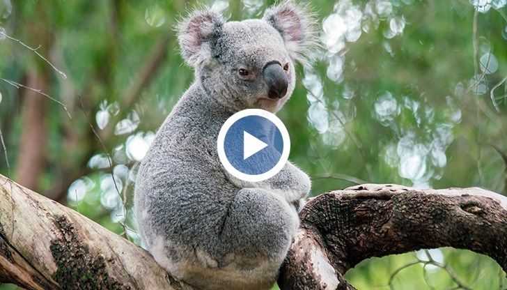 Коалата прекара около 40 минути в бензиностанцията