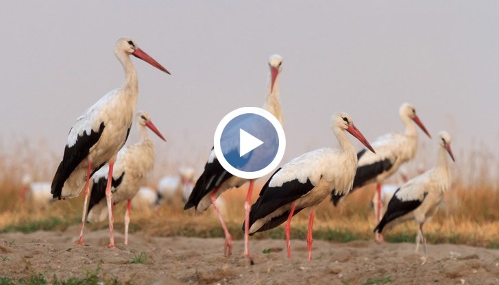 Птиците се намират в поле край резерват Аранасовско езеро в Бургаско, където температурите достигнаха до минус 4 градуса