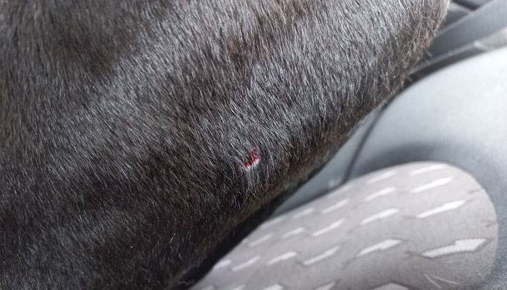 Вандалският акт е извършен навръх 3-ти март