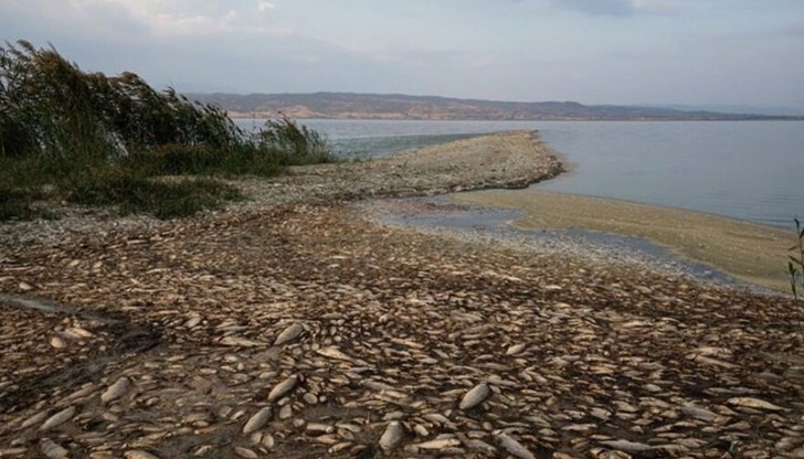 Необичайното явление е забелязано за първи път преди десетина дни почти по цялата брегова линия Необичайното явление е забелязано за първи път преди десетина дни почти по цялата брегова линия