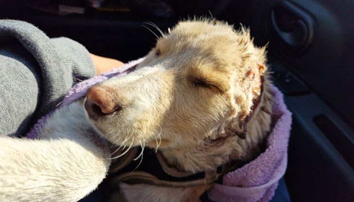 Ушите на животинката са изрязани с макетен нож Ушите на животинката са изрязани с макетен нож