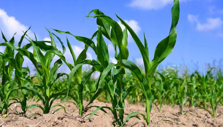 На съфинансиране подлежат полици, издадени след подаване на заявление за подпомагане На съфинансиране подлежат полици, издадени след подаване на заявление за подпомагане