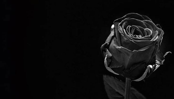 Френският писател е автор на над сто романа Френският писател е автор на над сто романа