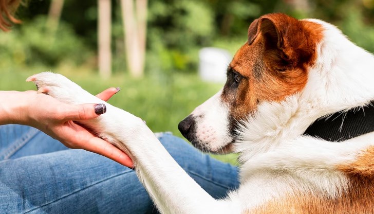 Кучетата не само, че ни дават безусловна любов и компания, но могат да помогнат и за нашето здраве и благополучие