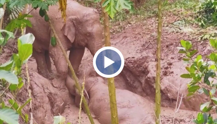 Изпадналият в беда слон успял да се измъкне след намесата на багер