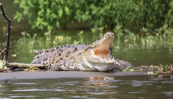 Властите в страната съобщават, че след наводненията крокодилите са навсякъде