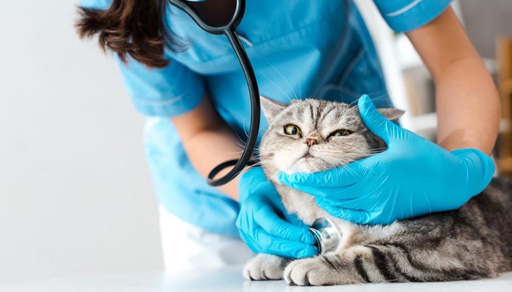 Ветеринари алармират, че само една седмица над 10 души са носили в кабинетите им издъхващи животни