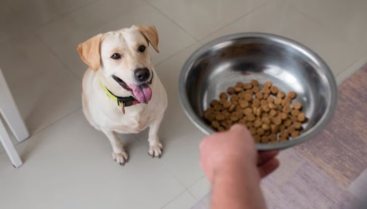 Инфлацията удари по джоба и стопаните на домашни любимци Инфлацията удари по джоба и стопаните на домашни любимци