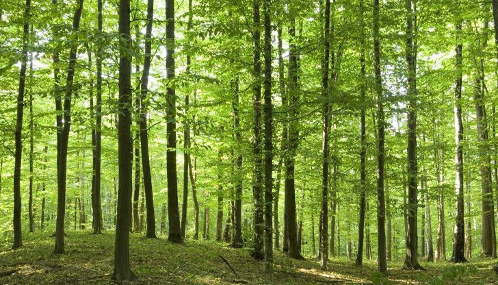 В обхвата на областите Габрово, Велико Търново, Русе, Силистра и Разград лесовъдите са създали 700 дка нови гори