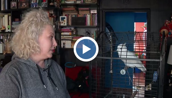 Папагалът избяга от стопаните си преди повече от седмица и се превърна във Facebook звезда