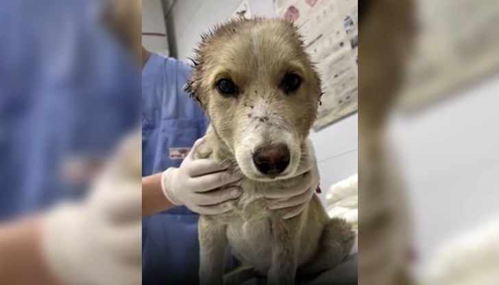 3-месечното куче е откарано във ветеринарна клиника в Стара Загора и си търси стопани
