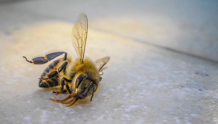 От Националната служба за съвети в земеделието ще дадат информация за възможностите за подпомагане на земеделските стопанства, отглеждащи пчелни семейства