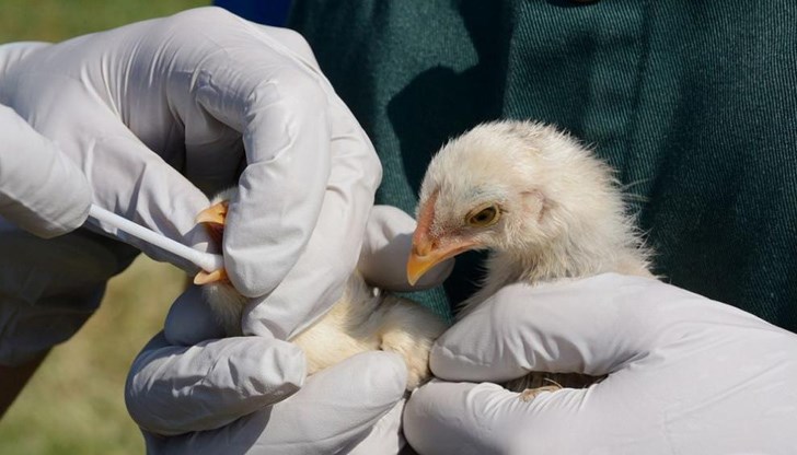 Трябва да се намали рискът от предаване на заразата от птица на човек, заяви епидемиолог