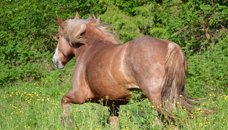През 2023 година Тодоровден, познат като Конски Великден, е на 4 март – ден след националния ни празник През 2023 година Тодоровден, познат като Конски Великден, е на 4 март – ден след националния ни празник