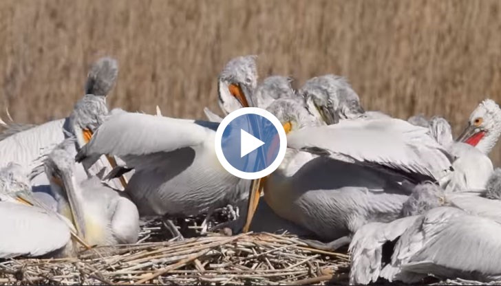 Общият брой на гнездящите пеликани в защитената местност стана почти 80
