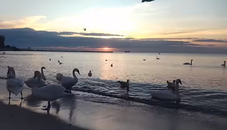 Ятото водни птици радва жителите на морската столица