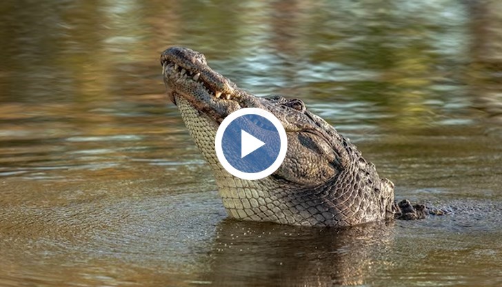 Любопитният случай е заснет в Южна Африка