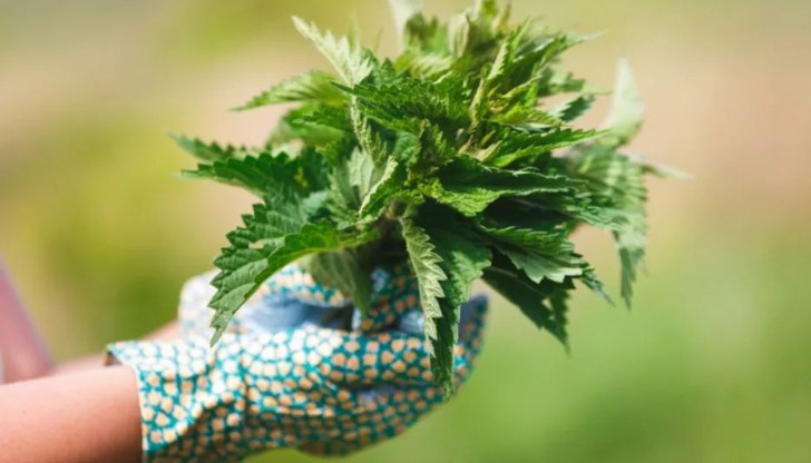 Тези български продукти са евтини и здравословни Тези български продукти са евтини и здравословни