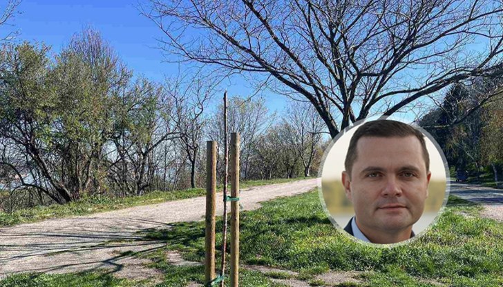 Кметът Пенчо Милков сподели огорчението си от набезите на вандали върху редките дървета