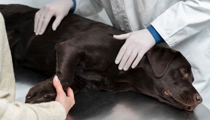 Повдигнаха обвинение на мъжа, който се е грижил за петте кучета, разкъсали 40-годишната жена